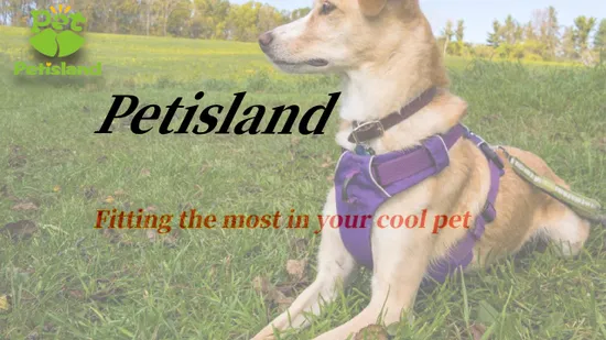 Dog Harness and Leash Set Jean & Nylon Material Modern Soft Dog Harness Set 