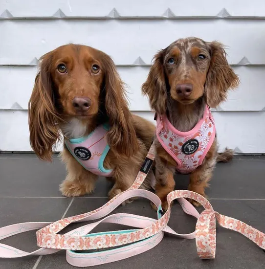 Custom Dog Harness No
